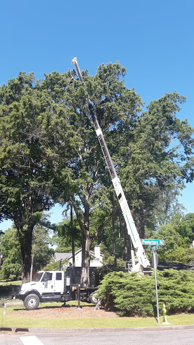 Benefits of hiring professionals for tree removal