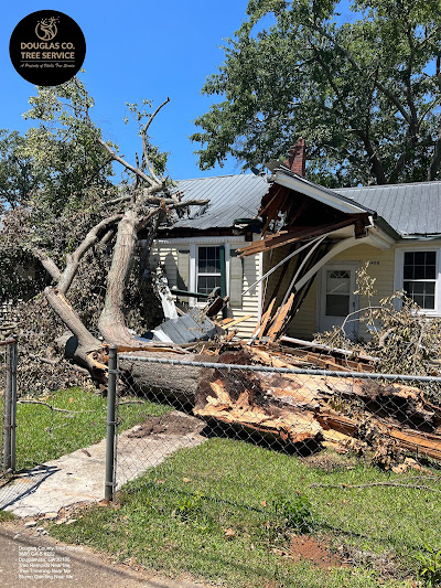 Equipment used for efficient and safe tree removal